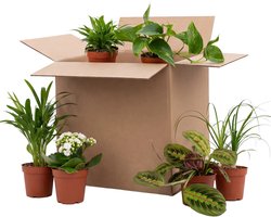 Bloomique - Mix van 6 - Tweede Kans Box - Duurzame Verassings Box - Kamerplanten - Hoogte 20-40 cm - Pot 12 cm