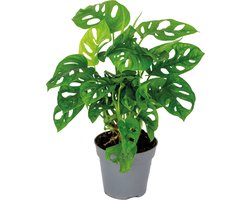 Bloomique - Monstera Adansonii - Monkey Leaf - Gatenplant - Kamerplanten - Geschikt als Klimplant - Luchtzuiverend - Hoogte 20-30 cm - Pot 12 cm