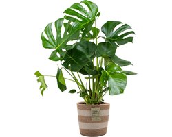 Bloomique - Monstera Deliciosa - Gatenplant - Kamerplanten - Luchtzuiverend - Gemakkelijk in onderhoud - 70-80 cm Hoog - In Jute Mand 21 cm