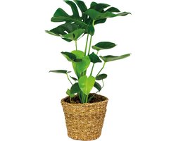 Bloomique - Monstera Deliciosa - Gatenplant - Kamerplanten - Luchtzuiverend - Gemakkelijk in onderhoud - Hoogte 70-80 cm - In Rotan Mand 21 cm