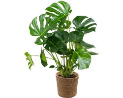 Bloomique - Monstera Deliciosa - Gatenplant - Kamerplanten - Luchtzuiverend - Gemakkelijk in onderhoud - Hoogte 70-80 cm - In Zeegras Mand 21 cm