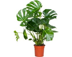 Bloomique - Monstera Deliciosa - Gatenplant - Kamerplanten - Luchtzuiverend - Gemakkelijk in onderhoud - Hoogte 70-80 cm - Pot 21 cm