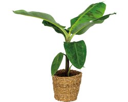Bloomique - Musa Dwarf Cavendish - Bananenplant - Kamerplanten - Luchtzuiverend - Diervriendelijk - Hoogte 80-100 cm - In Zeegras Mand 21 cm