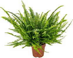 Bloomique - Nephrolepis Green Lady - Krulvaren - Varen - Kamerplanten - Luchtzuiverend - Diervriendelijk - 20-30 cm Hoog - Pot 12 cm