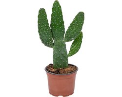 Bloomique - Opuntia Rubescens - Vijgencactus - Vijgencactus - Kamerplanten - Hoogte 20-30 cm - Pot 12 cm