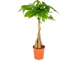 Bloomique - Pachira Aquatica - Geldboom - Watercacao - Kamerplanten - Luchtzuiverend - Gemakkelijk in onderhoud - 60-70 cm Hoog - Pot 17 cm