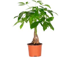 Bloomique - Pachira Aquatica - Geldboom - Watercacao - Kamerplanten - Luchtzuiverend - Hoogte 25-35 cm - Pot 12 cm