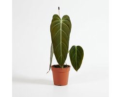 Bloomique - Philodendron Melanochrysum - Klimplant - Kamerplanten - Fluweelachtig blad - Luchtzuiverend - Hoogte 30-35 cm - Pot 12 cm