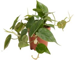 Bloomique - Philodendron Scandens - Hangplant - Ook geschikt als Klimplant - Kamerplanten - Luchtzuiverend - Gemakkelijk in onderhoud - 15-20 cm Hoog - Pot 12 cm