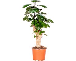 Bloomique - Polyscias Fabian - Aralia - Kamerplanten - Luchtzuiverend - Diervriendelijk - Gemakkelijk in onderhoud - 30-40 cm Hoog - Pot 12 cm