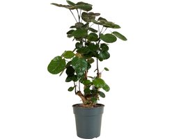Bloomique - Polyscias Fabian - Aralia - Kamerplanten - Luchtzuiverend - Diervriendelijk - Gemakkelijk in onderhoud - 80-100cm Hoog - Pot 21cm