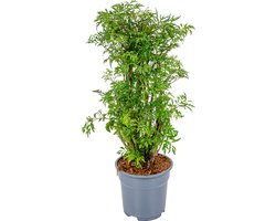 Bloomique - Polyscias Fruticosa - Aralia - Kamerplanten - Luchtzuiverend - Diervriendelijk - Kamerplanten - 50-70 cm Hoog - Pot 17 cm