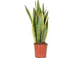 Bloomique - Sansevieria Laurentii - Vrouwentong - Kamerplanten - Luchtzuiverend - Zeer Gemakkelijk te Verzorgen - 50-70 cm Hoog - Pot 17 cm
