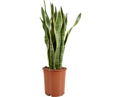 Bloomique - Sansevieria Laurentii - Vrouwentong - Kamerplanten - Luchtzuiverend - Zeer Gemakkelijk te Verzorgen - 70-90 cm Hoog - Pot 21 cm
