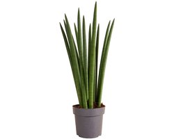 Bloomique - Sansevieria Straight - Vrouwentong - Kamerplanten - Gemakkelijk te verzorgen - 40-60 cm hoog - 17 cm pot
