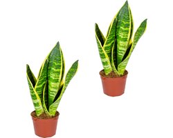Bloomique - Sansevieria Superba - Vrouwentong - Kamerplanten - Luchtzuiverend - Zeer Gemakkelijk te Verzorgen - Hoogte 10-20 cm - Pot 9 cm