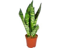 Bloomique - Sansevieria Zeylanica - Vrouwentong - Kamerplanten - Luchtzuiverend - Zeer Gemakkelijk te Verzorgen - 30-40 cm Hoog - Pot 12 cm