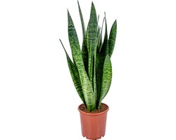 Bloomique - Sansevieria Zeylanica - Vrouwentong - Kamerplanten - Luchtzuiverend - Zeer Gemakkelijk te Verzorgen - 50-70 cm Hoog - Pot 17 cm