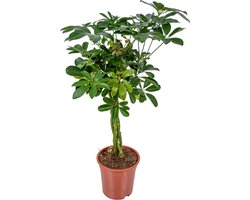 Bloomique - Schefflera Arboricola - Vingersboom - Kamerplanten - Luchtzuiverend - Gemakkelijk in onderhoud - 60-80 cm Hoog - Pot 19 cm