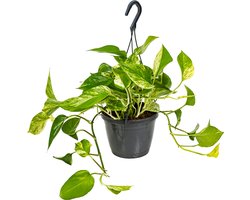 Bloomique - Scindapsus Marble Queen - Drakenklimop - Hangplant - Ook geschikt als Klimplant - Kamerplanten - Luchtzuiverend - Gemakkelijk in onderhoud - 20-30 cm Hoog - Pot 15 cm