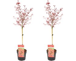 Bloomique - Set van 2 - Acer Palmatum Shaina - Japanse Esdoorn op Stam - Tuinplanten - Boom - Winterhard - 80-100 cm Hoog - Pot 19 cm