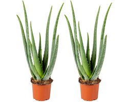 Bloomique - Set van 2 - Aloe Vera Plant - Kamerplanten - Vetplanten - Succulenten - Zeer Gemakkelijk in onderhoud - 30-40 cm Hoog - Pot 12 cm