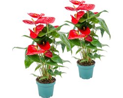 Bloomique - Set van 2 - Anthurium Plant - Flamingoplant - Rood - Kamerplanten - Luchtzuiverend - 30-40 cm Hoog - Pot 12 cm