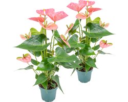 Bloomique - Set van 2 - Anthurium Plant - Flamingoplant - Roze - Kamerplanten - Luchtzuiverend - 30-40 cm Hoog - Pot 12 cm