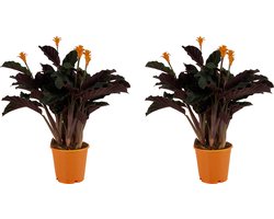 Bloomique - Set van 2 - Calathea Crocata - Eeuwige Vlam - Kamerplanten - Luchtzuiverend - Bloeiend - Gemakkelijk in onderhoud - Pot 14cm - 40-50cm Hoog
