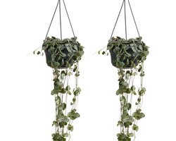 Bloomique - Set van 2 - Ceropegia Woodii - Chinees Lantaarnplantje - Hangplant - Kamerplanten - Luchtzuiverend - Gemakkelijk in onderhoud - 15-20 cm Hoog - Pot 12 cm