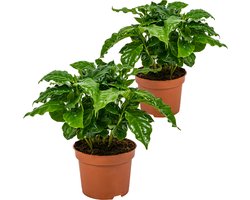 Bloomique - Set van 2 - Coffea Arabica - Koffieplant - Kamerplanten - Luchtzuiverend - 20-30 cm Hoog - Pot 12 cm