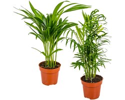 Bloomique - Set van 2 - Dypsis & Chameadorea - Palm - Kamerplanten - Luchtzuiverend - Diervriendelijk - Hoogte 30-40 cm - Pot 12 cm