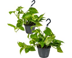 Bloomique - Set van 2 - Epipremnum Aureum - Drakenklimop - Hangplant - Ook geschikt als Klimplant - Kamerplanten - Luchtzuiverend - Gemakkelijk in onderhoud - 20-30 cm Hoog - Pot 15 cm