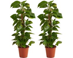 Bloomique - Set van 2 - Epipremnum Aureum - Met Mosstok - Drakenklimop - Klimplanten - Kamerplanten - Luchtzuiverend - Hoogte 70-90 cm - Pot 19 cm