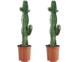 Bloomique - Set van 2 - Euphorbia Acrurensis - Wolfsmelk - Cowboy Cactus - Cactus Plant - Kamerplanten - 60-70 cm Hoog - Pot 17 cm