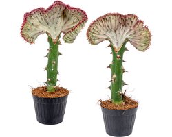 Bloomique - Set van 2 - Euphorbia Lactea Cristata - Hanekam Wolfsmelk - Kamerplanten - Luchtzuiverend - Diervriendelijk - Gemakkelijk in onderhoud - Hoogte 20-30 cm - Pot 11 cm