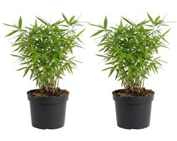 Bloomique - Set van 2 - Fargesia Rufa - Bamboe Plant - Niet woekerend - Winterhard - Groenblijvend - Tuinplanten - 20-40 cm Hoog - Pot 14 cm