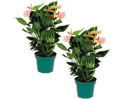 Bloomique - Set van 2 - Flamingoplant - Roze - Kamerplanten - Luchtzuiverend - Hoogte 40-60 cm - Pot 14 cm