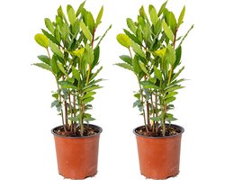 Bloomique - Set van 2 - Laurus Nobilis - Echte Laurier - Tuinplanten - Winterhard - Hoogte 40-50 cm - Pot 15 cm