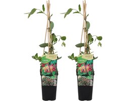 Bloomique - Set van 2 - Lonicera Heckrottii Goldflame - Kamperfoelie - Rood, Geel - Klimplanten - Tuinplanten - Winterhard - 50-70 cm Hoog - Pot 15 cm