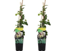 Bloomique - Set van 2 - Lonicera Periclymenum - Wilde Kamperfoelie - Geel - Klimplanten - Tuinplanten - Winterhard - 50-70 cm Hoog - Pot 15 cm