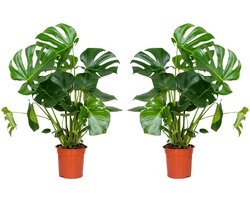Bloomique - Set van 2 - Monstera Deliciosa - Gatenplant - Kamerplanten - Luchtzuiverend - Gemakkelijk in onderhoud - 70-80 cm Hoog - Pot 21 cm
