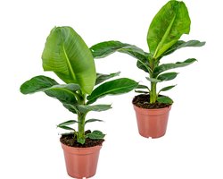 Bloomique - Set van 2 - Musa Dwarf Cavendish - Bananenplant - Kamerplanten - Luchtzuiverend - Diervriendelijk - 60-70 cm Hoog - Pot 17 cm