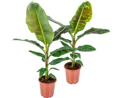 Bloomique - Set van 2 - Musa Dwarf Cavendish - Bananenplant - Kamerplanten - Luchtzuiverend - Diervriendelijk - 80-100 cm Hoog - Pot 21 cm
