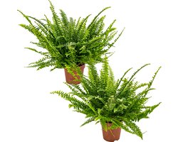 Bloomique - Set van 2 - Nephrolepis Green Lady - Krulvaren - Varen - Kamerplanten - Luchtzuiverend - Diervriendelijk - 20-30 cm Hoog - Pot 12 cm