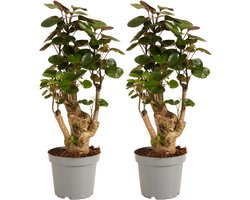 Bloomique - Set van 2 - Polyscias Fabian - Aralia - Kamerplanten - Luchtzuiverend - Diervriendelijk - Gemakkelijk in onderhoud - 30-40 cm Hoog - Pot 12 cm