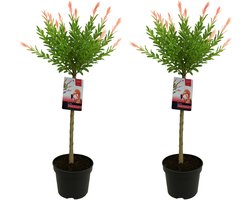 Bloomique - Set van 2 - Salix Integra Flamingo - Bonte Wilg - Tuinplanten - Winterhard - 80-100 cm Hoog - Pot 19cm