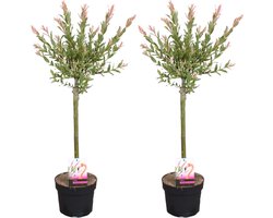 Bloomique - Set van 2 - Salix Integra Flamingo - Bonte Wilg - Tuinplanten - Winterhard - Hoogte 60-80 cm - Pot 17 cm