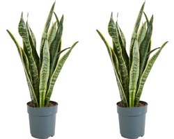 Bloomique - Set van 2 - Sansevieria Laurentii - Vrouwentong - Kamerplanten - Luchtzuiverend - Zeer Gemakkelijk te Verzorgen - Hoogte 30-40 cm - Pot 12 cm