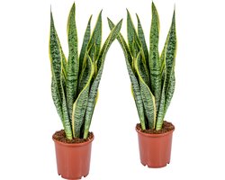Bloomique - Set van 2 - Sansevieria Laurentii - Vrouwentong - Kamerplanten - Luchtzuiverend - Zeer Gemakkelijk te Verzorgen - Hoogte 50-70 cm - Pot 17 cm